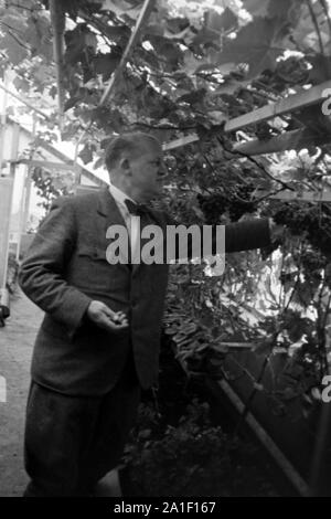 Hans Blunck, deutscher Phytomediziner und Autor, in seinem Gewächshaus, Deutschland 1939. Entomologo tedesco e autore Hans Blunck a sua serra, Germania 1939. Foto Stock