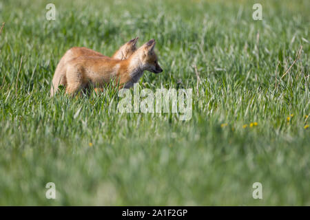 Carino Kit Fox giocando e in attesa Foto Stock