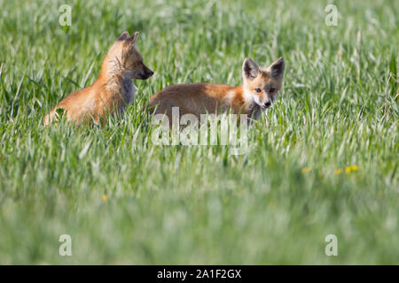 Carino Kit Fox giocando e in attesa Foto Stock