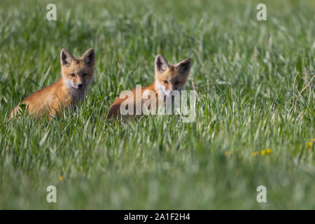 Carino Kit Fox giocando e in attesa Foto Stock