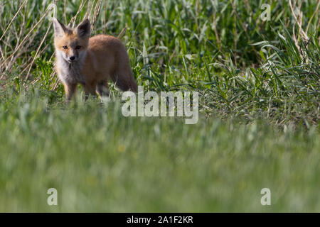 Carino Kit Fox giocando e in attesa Foto Stock