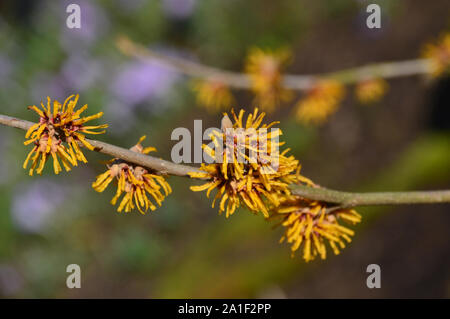 Hamamelis x intermedia 'Brevipetala' Amamelide fiori coltivati a RHS Garden Harlow Carr, Harrogate, Yorkshire. Inghilterra, Regno Unito Foto Stock