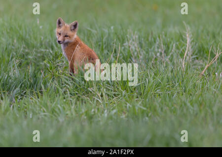 Carino Kit Fox giocando e in attesa Foto Stock