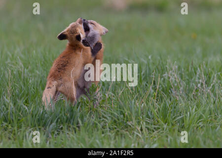 Carino Kit Fox giocando e in attesa Foto Stock