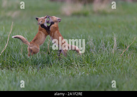 Carino Kit Fox giocando e in attesa Foto Stock