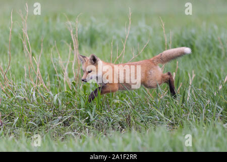 Carino Kit Fox giocando e in attesa Foto Stock