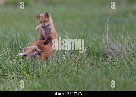 Carino Kit Fox giocando e in attesa Foto Stock