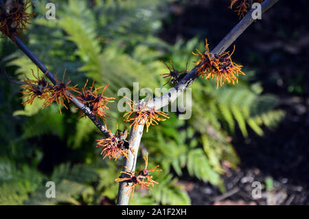 Hamamelis x intermedia "Aphrodite" Amamelide fiori coltivati a RHS Garden Harlow Carr, Harrogate, Yorkshire. Inghilterra, Regno Unito Foto Stock