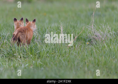 Carino Kit Fox giocando e in attesa Foto Stock