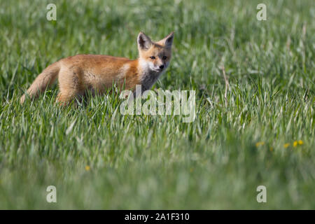 Carino Kit Fox giocando e in attesa Foto Stock