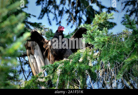 Una vista frontale di un wild Turchia avvoltoio uccello (Cathartes aura),appollaiato su un ramo di albero asciugando le sue ali dopo una pioggia di estate sull'Isola di Vancouver British Foto Stock