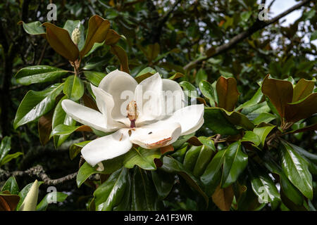 Bianco fiore di magnolia su albero di magnolia. Magnolia grandiflora Foto Stock