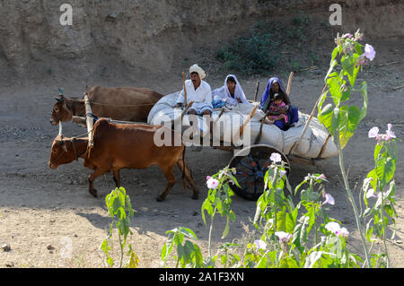 INDIA, Madhya Pradesh, Nimad regione, Khargone , tribal contadino con carrello di giovenco trasporto delle colture per il mercato Foto Stock