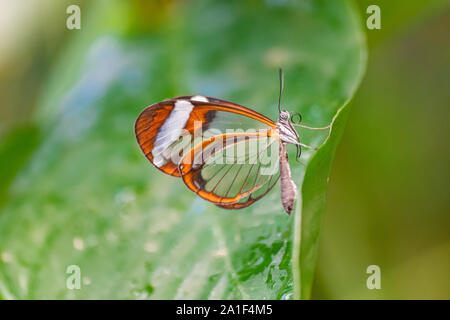 Glasswing butterfly (Greta oto) appoggiata su una foglia verde, con vegetazione verde sullo sfondo Foto Stock