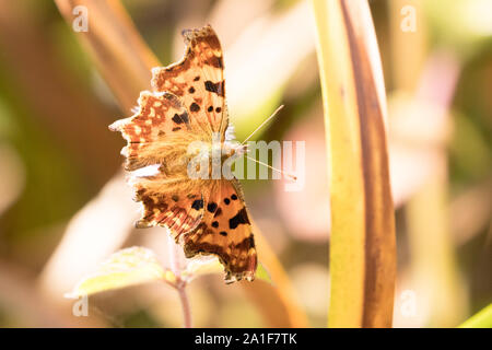 Virgola butterfly (Polygonia c-album) in appoggio su piante di acquitrini. Surrey, Regno Unito. Foto Stock