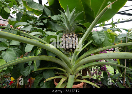 Casa coltivati ananas in serra DEL REGNO UNITO Foto Stock