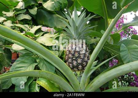 Casa coltivati ananas in serra DEL REGNO UNITO Foto Stock