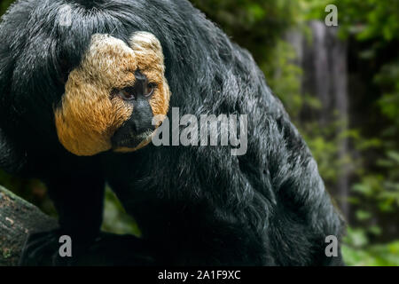 Di fronte bianco-saki / Guianan saki / golden-di fronte saki (Pithecia pithecia) maschio nella foresta pluviale, originario del Sud America Foto Stock