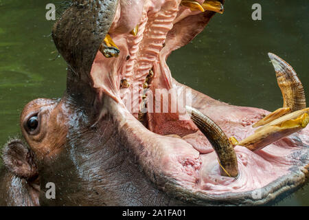 Close up di comune ippopotamo (Hippopotamus amphibius) in stagno che mostra denti enormi e grandi zanne canino in ampia bocca aperta Foto Stock