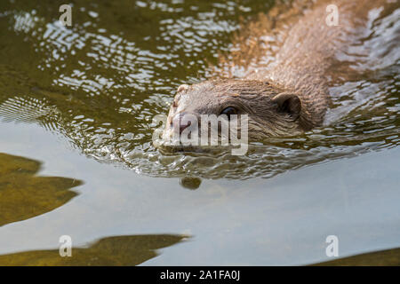 Liscio rivestito di lontra (Lutrogale perspicillata / lutra perspicillata) nuoto nativo del subcontinente indiano e del sud-est asiatico Foto Stock