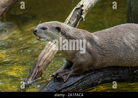 Liscio rivestito di lontra (Lutrogale perspicillata / lutra perspicillata) sulla banca del fiume nativo del subcontinente indiano e del sud-est asiatico Foto Stock