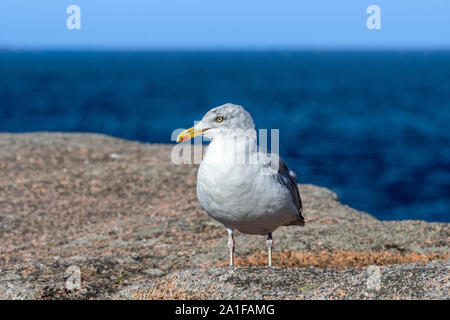 Aringa europea gabbiano (Larus argentatus) appollaiato sulla roccia lungo la costa Foto Stock