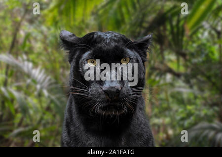 Melanistic leopard / Black Panther (Panthera pardus) nella foresta di pioggia, nativo per l'Africa subsahariana e in Asia Foto Stock