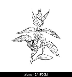 Ortica pianta medica con foglie. Herbal disegnati a mano illustrazione incisione, stile minimalista. Penna a inchiostro schizzo vintage Illustrazione Vettoriale