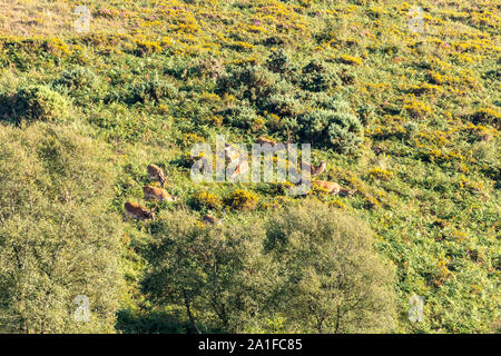 Un gruppo di cervi cervi che pascolano nella serata sole sui pendii più bassi del Dunkery beacon, il punto più alto di Exmoor, Somerset REGNO UNITO Foto Stock