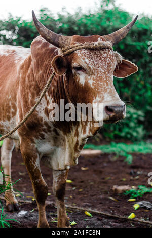 Brown Spotted Cow con corna pascolo di metà il portrait Foto Stock