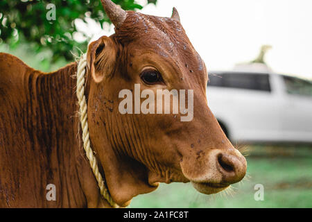 Isolato mucca marrone con piccole corna vicino la testa Foto Stock
