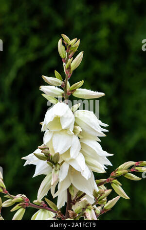 Primo piano di fiori con gocce di pioggia su una rigogliosa pianta di yucca in un giardino in Winkler, Manitoba, Canada. Foto Stock