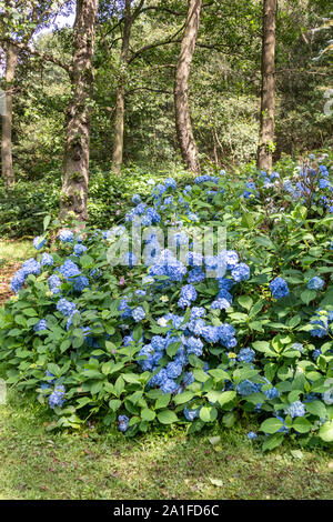 Un bel blu hydrangea fioritura sotto gli alberi in Golden Acre Park, Leeds, West Yorkshire Regno Unito Foto Stock