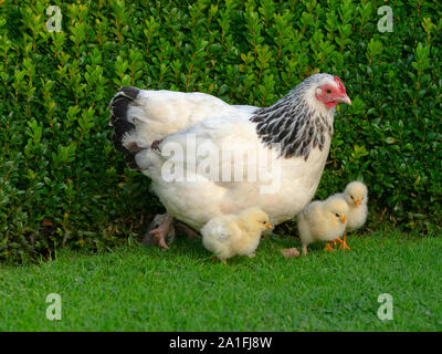 Luce Sussex pollo con Polli appena schiusi Foto Stock