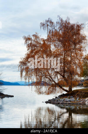 Un lone tree in autunno colori si siede su una costa rocciosa del lago Klamath nella giornata di Fading light vicino al parco di Moore in Klamath Falls, Oregon Foto Stock