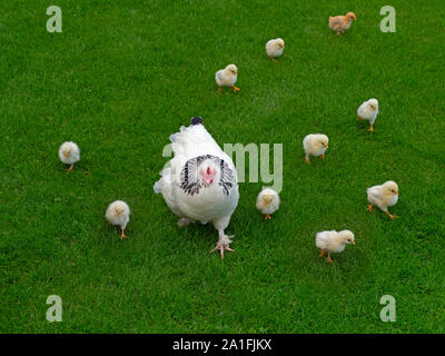 Luce Sussex pollo con Polli appena schiusi Foto Stock