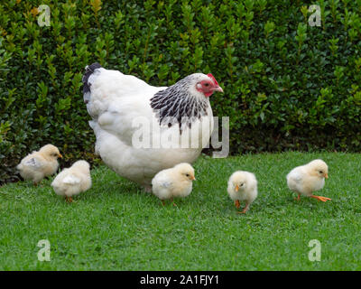 Luce Sussex pollo con Polli appena schiusi Foto Stock