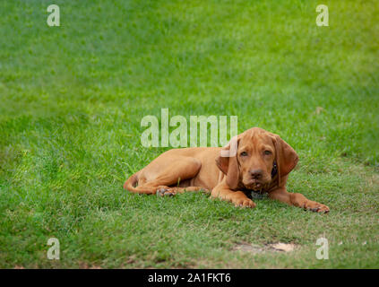 Un cucciolo marrone vizsla giacente in erba appoggiato comodamente dopo la riproduzione nel cortile posteriore Foto Stock