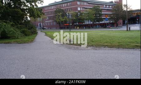 Stoccolma, Svezia, Europa - Settembre 25, 2019 Un selvatico Lepre nella città è mangiare erba indisturbati Foto Stock