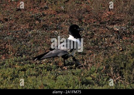 Pied Crow (Corvus albus) ad Addo Elephant National Park, Capo orientale, Sud Africa Foto Stock