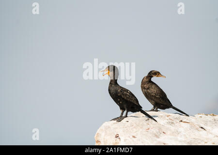 Due o coppia di incoronato cormorano (Microcarbo coronatus) gli uccelli arroccata su una roccia,uno con la sua bocca aperta, crogiolandosi al sole di Città del Capo in Sud Africa Foto Stock