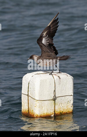 Arctic Skua (Stercorarius parasiticus) inverno piumaggio adulto decollare da una boa Puerto Montt, Cile Gennaio Foto Stock