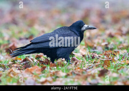 Rook (Corvus frugileus), la vista laterale di un adulto in piedi sul suolo, Varsavia, Polonia Foto Stock