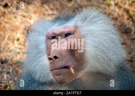 Babbuino espressiva con i capelli grigi Foto Stock