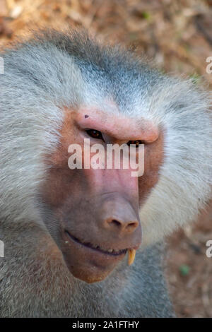 Babbuino espressiva con i capelli grigi Foto Stock