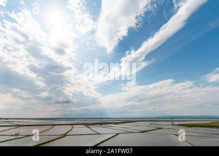 I campi di riso in Edirne lago di gala, Edirne, Turchia Foto Stock