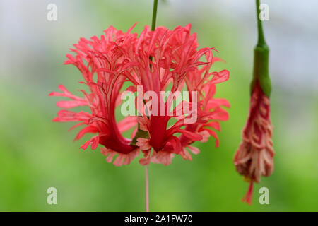 Close up di frange rosemallow (hibiscus schizopetalus) fiore in fiore Foto Stock