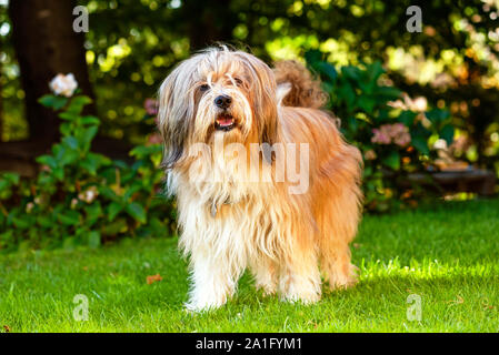 Bella Tibetan Terrier cane in piedi su un prato soleggiato con fiori sfocata sul retro Foto Stock