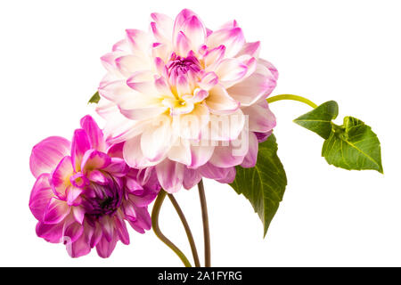 Bella disposizione colorati fiori dahlia isolato su uno sfondo bianco Foto Stock