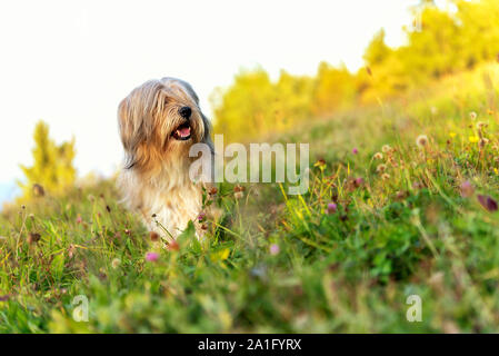 Bella Tibetan Terrier cane in piedi su un prato soleggiato con alberi sfocata sul retro Foto Stock